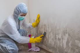 Best Mold Odor Removal Services in Teutopolis, IL